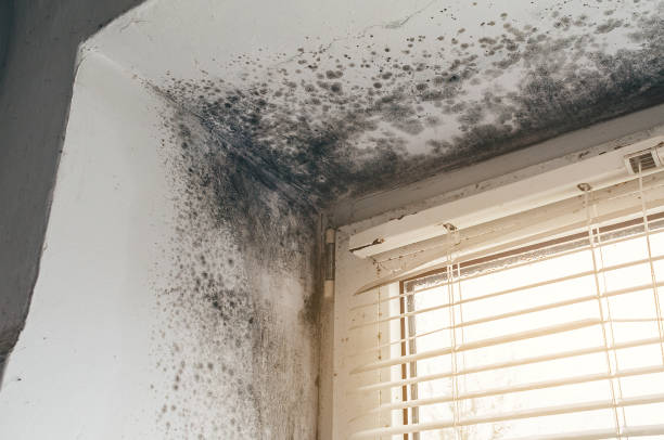Affordable Attic Mold Remediation solutions in Bridgewater, VA