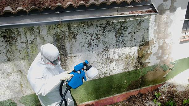 Top rated local Attic Mold Remediation specialists in Bridgewater, VA